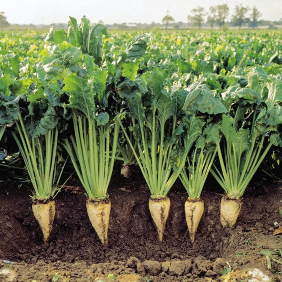 A field of sugar beet