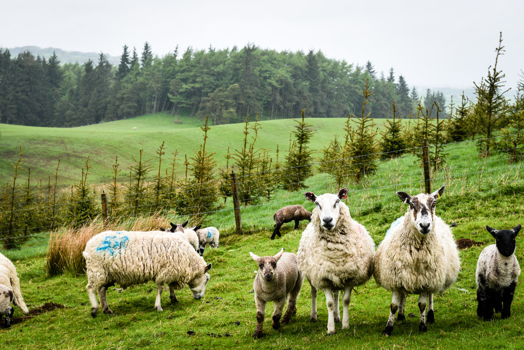 sheep-and-lambs-fir-pasture