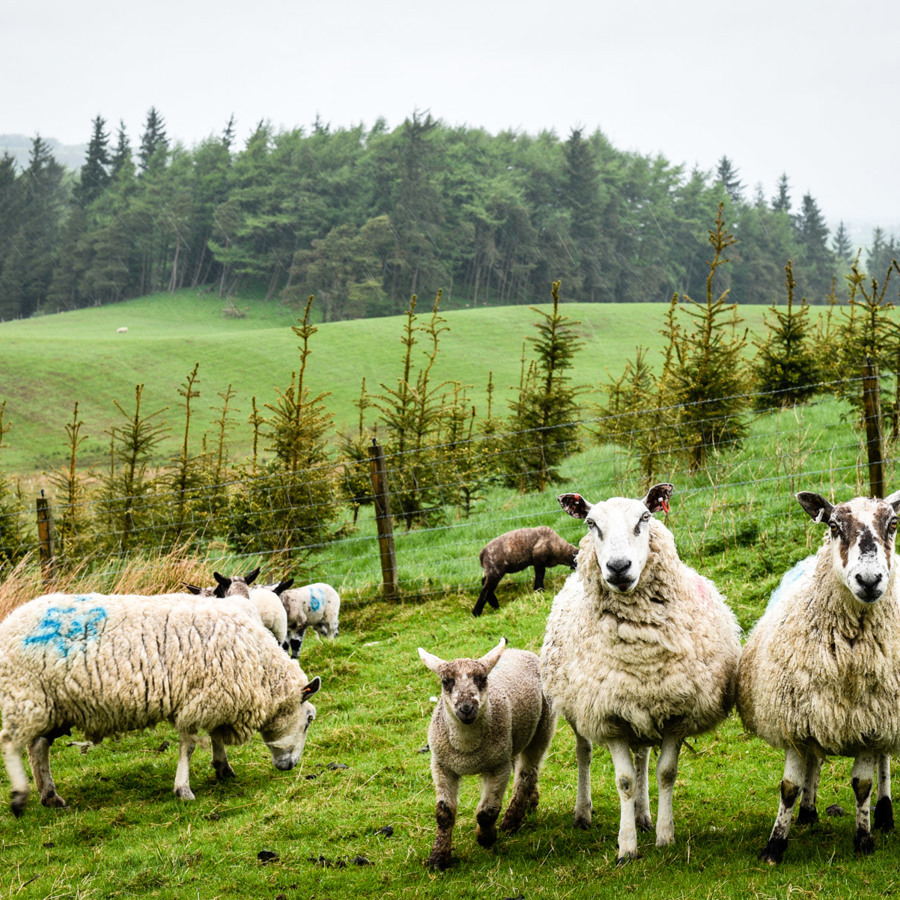 sheep-and-lambs-fir-pasture