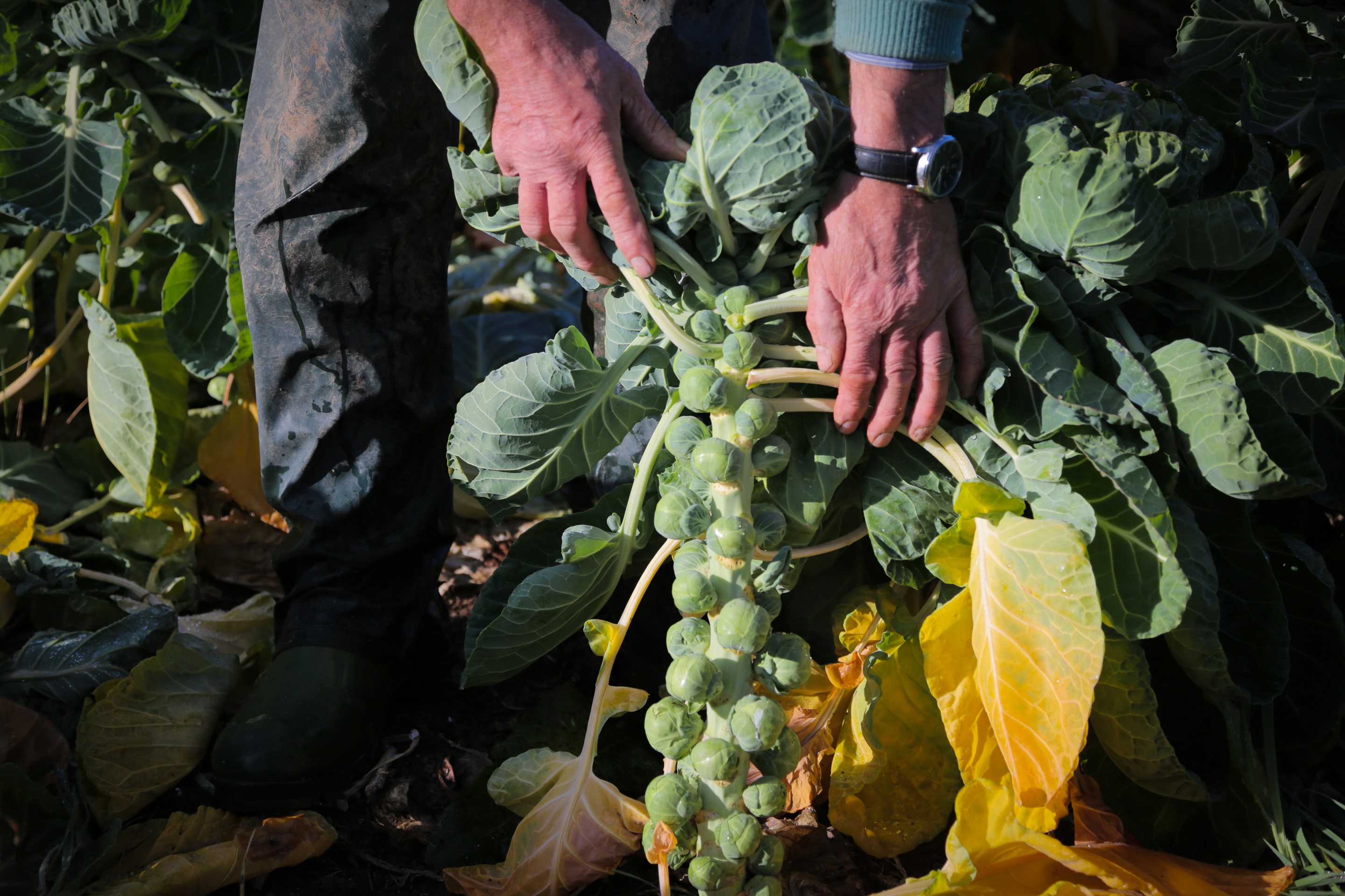 A person picking brussel sprouts
