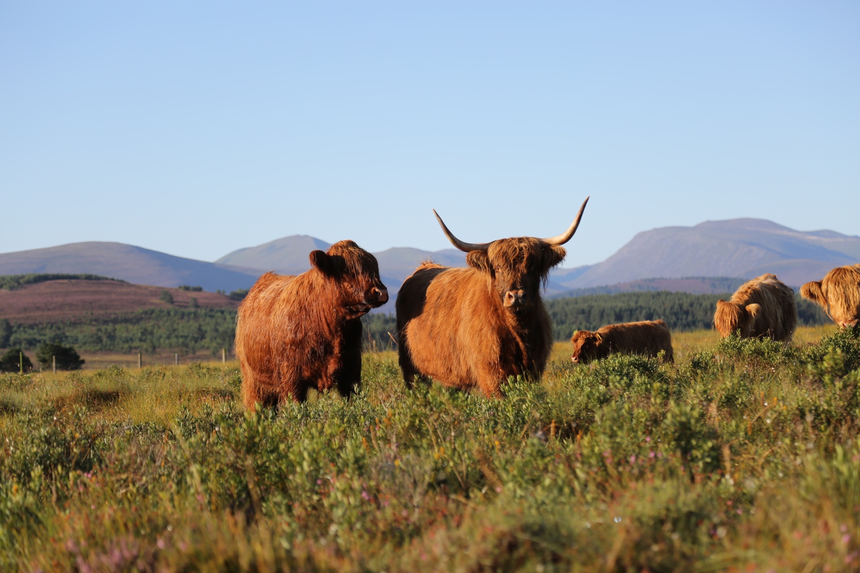 highland-cattle-in-field-hills