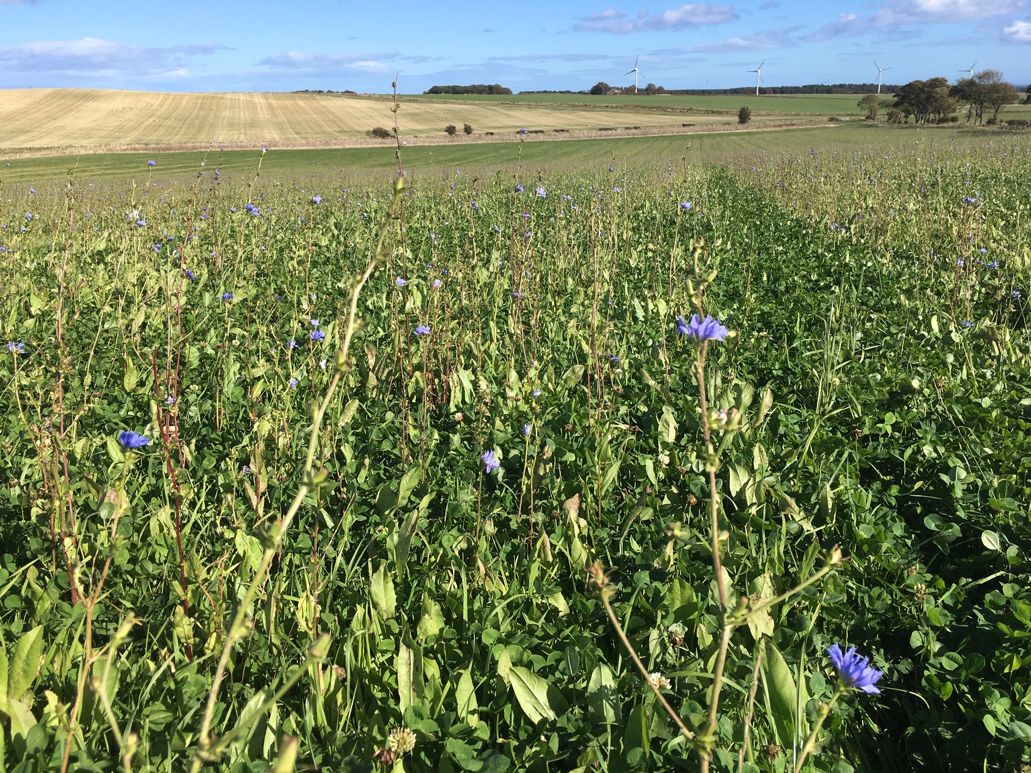 A meadow full of diverse plants and wildflowers