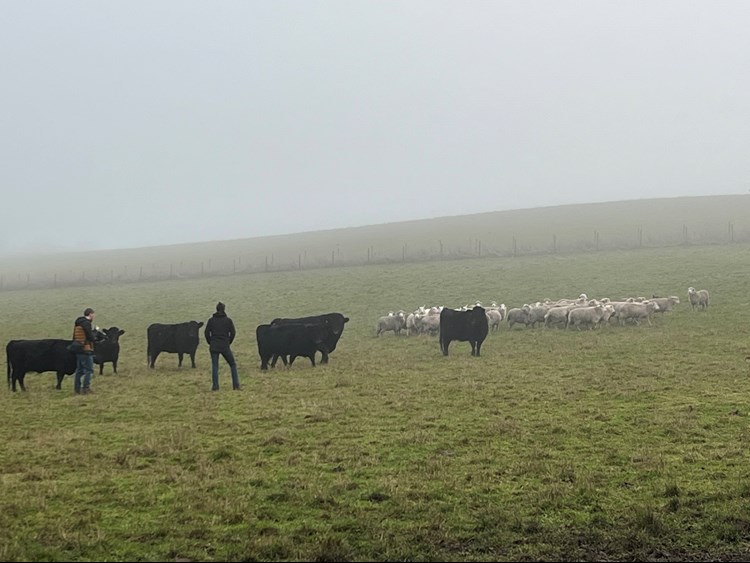 Two men stand in a misty, hilly field watching a group black cows and white sheep. 