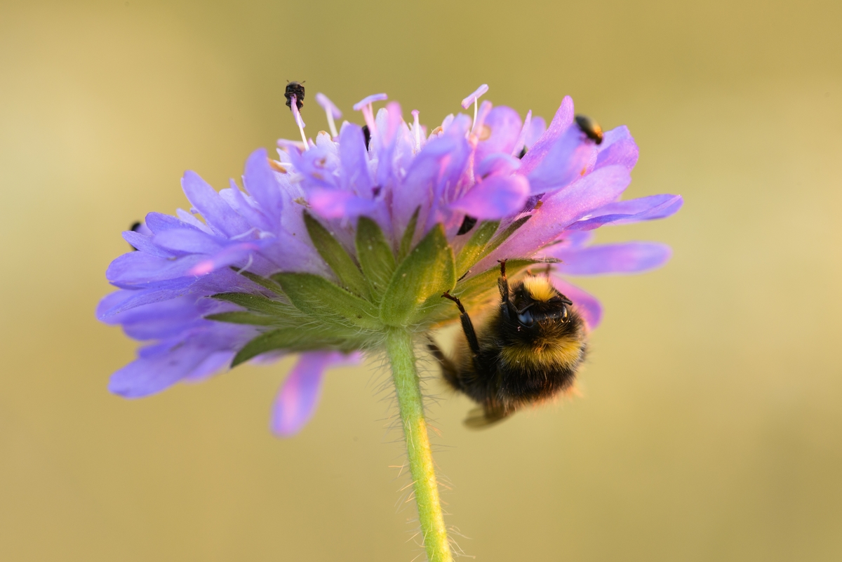 Bee hanging upside down on purple flower. 