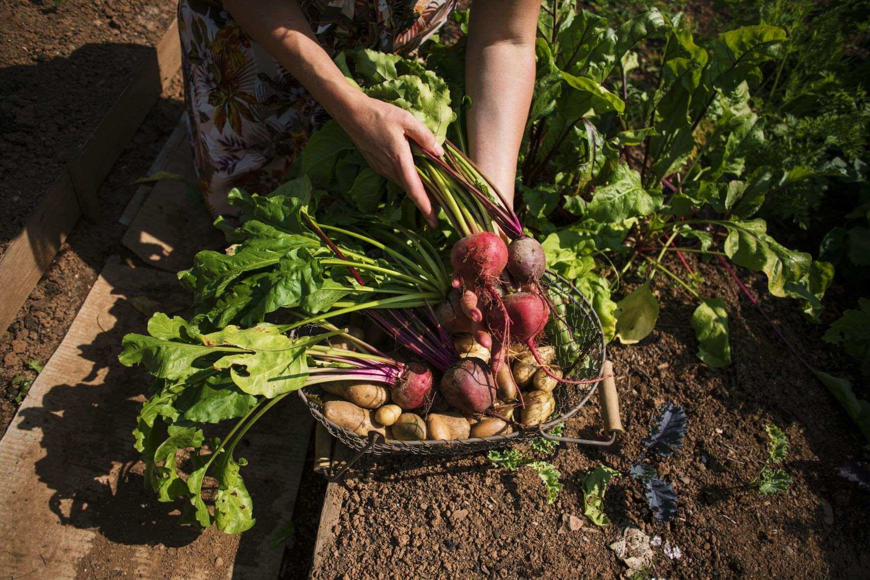 Basket of beetroot and potatoes. 