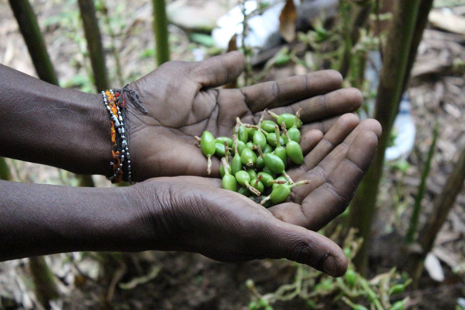 Hands holding fresh cardamom pods