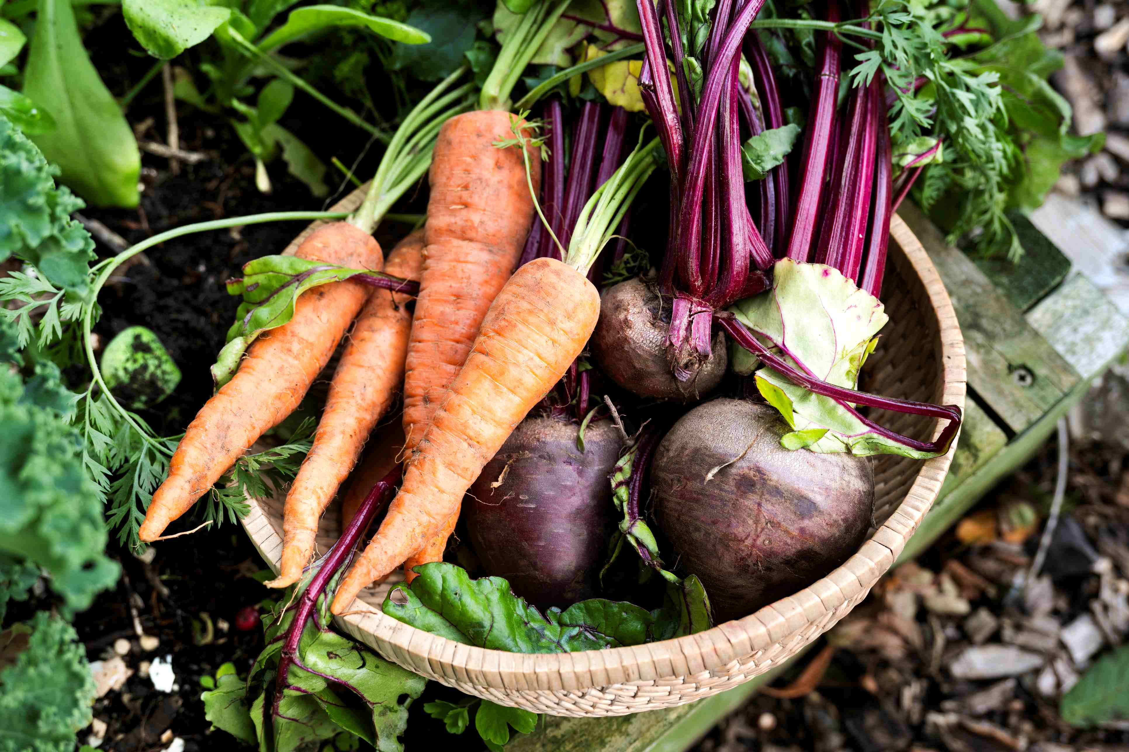 carrots_and_beetroot_in_basket_non_organic