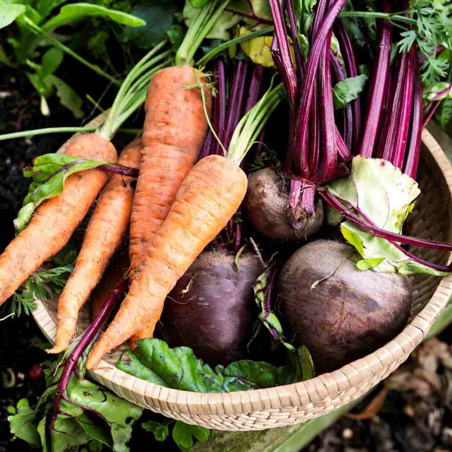 Raw carrots and beetroot in a basket