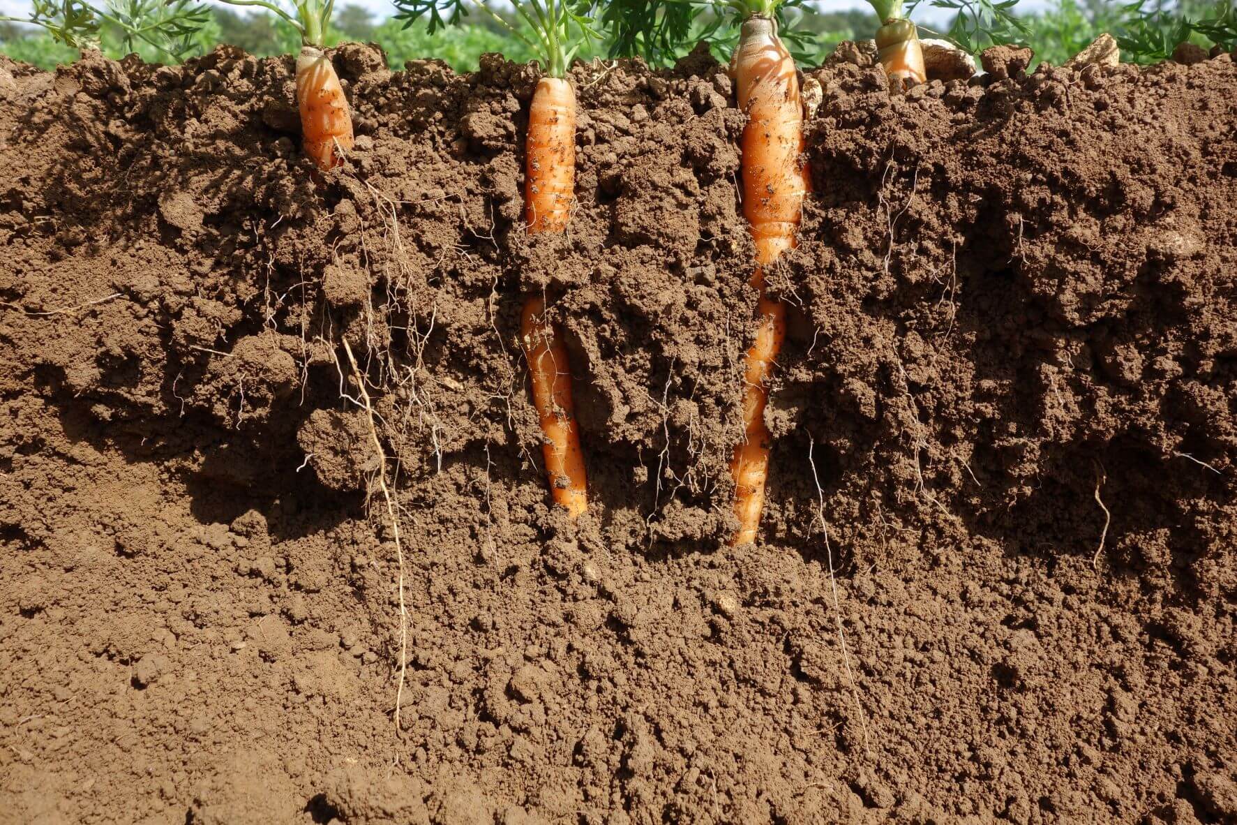 carrots_growing_in_soil_not_organic