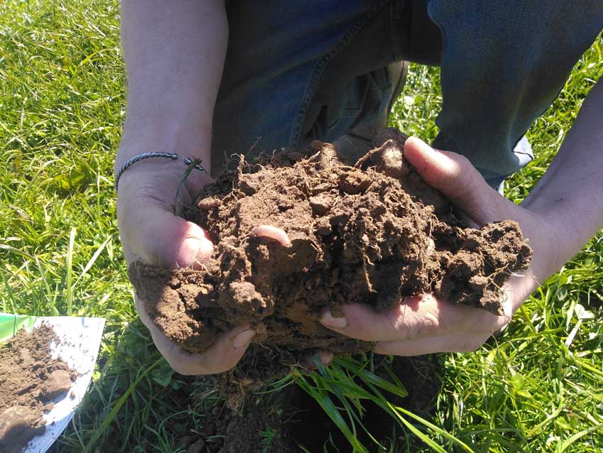 Someone examining soil health