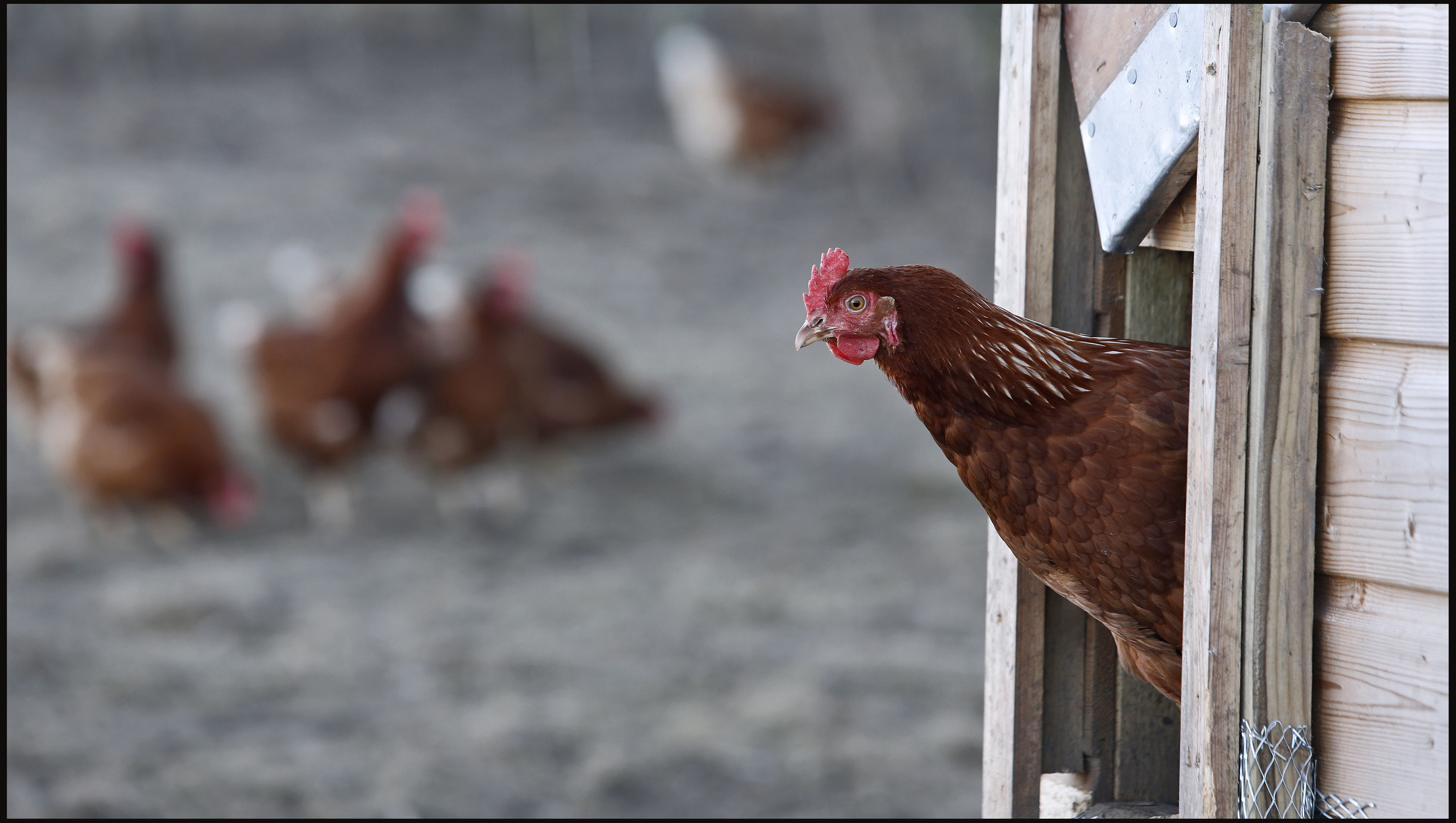 chicken_in_hut_non_organic