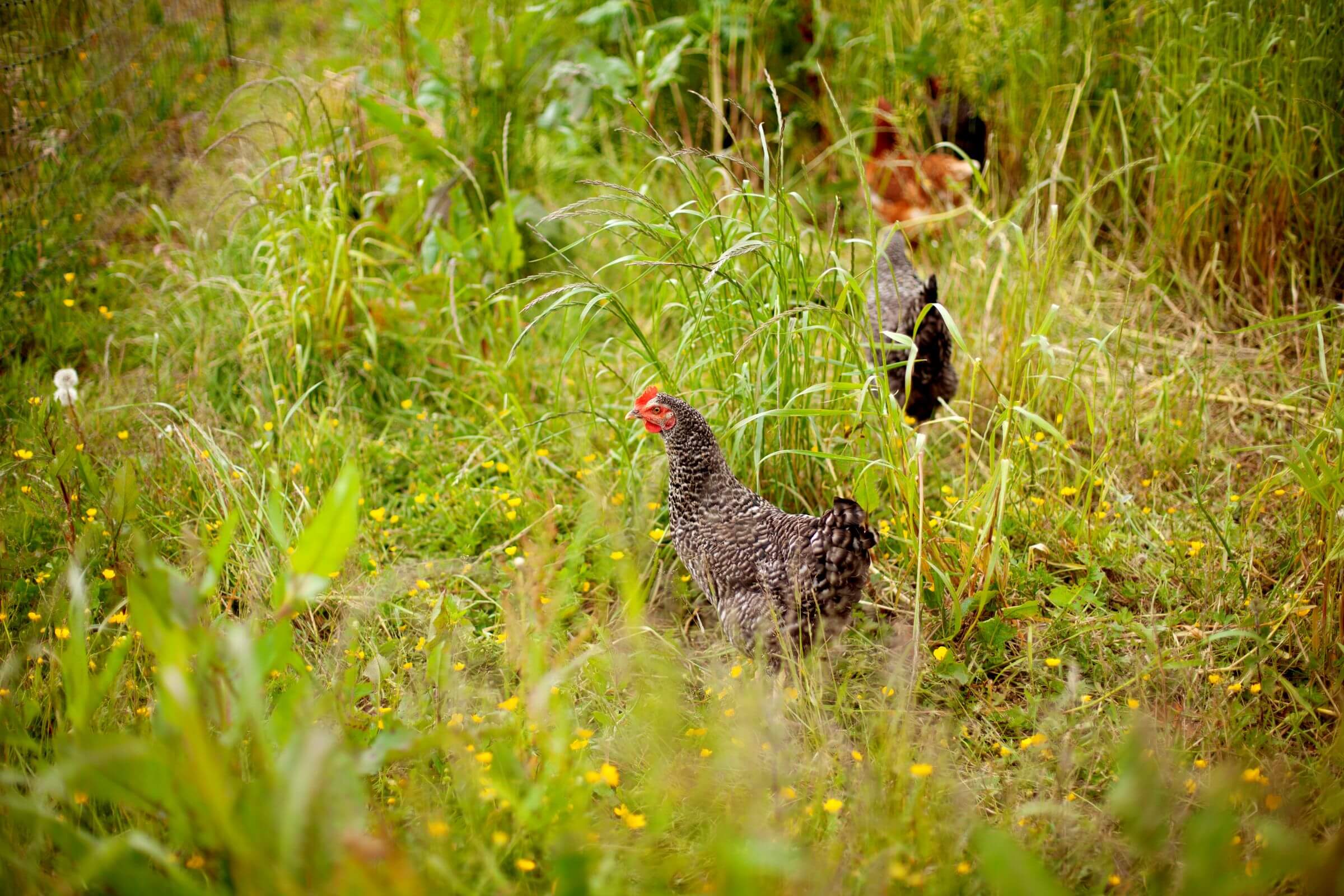 Hens roaming in long grasses and wildflowers