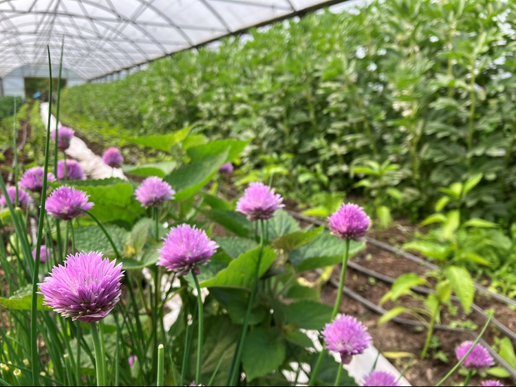 A close-up image of chive plants growing in a polytunnel