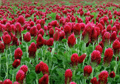 cover-crop-crimson-clover