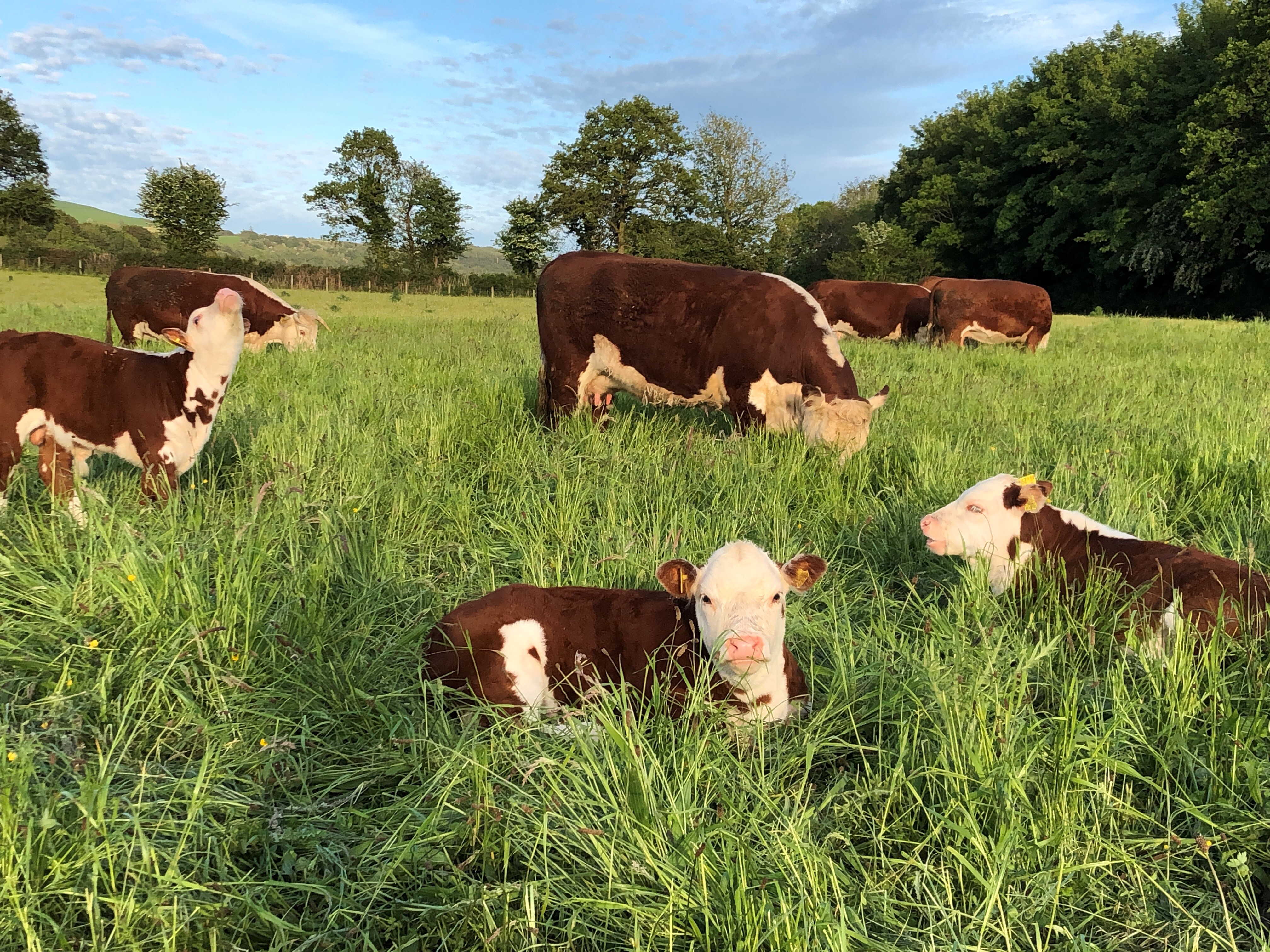 cows_and_calves_in_field_non_organic
