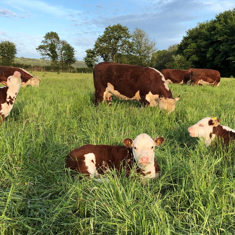 Brown and white cows and calves in a grassy field. 