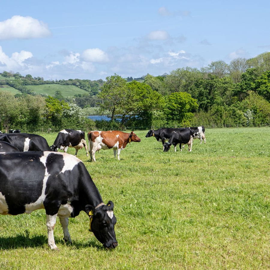 Cows grazing in a field