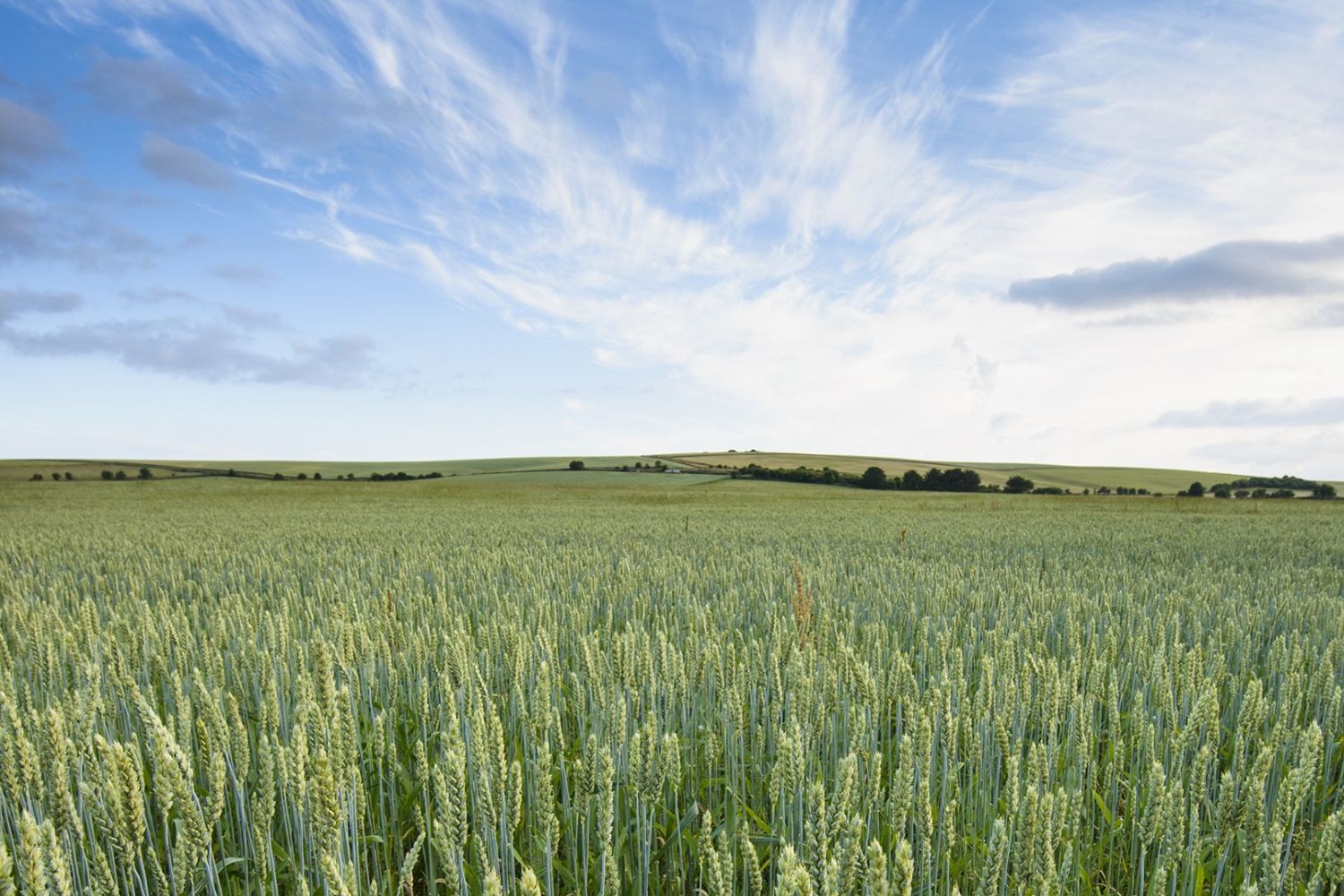 An organic field on a sunny day