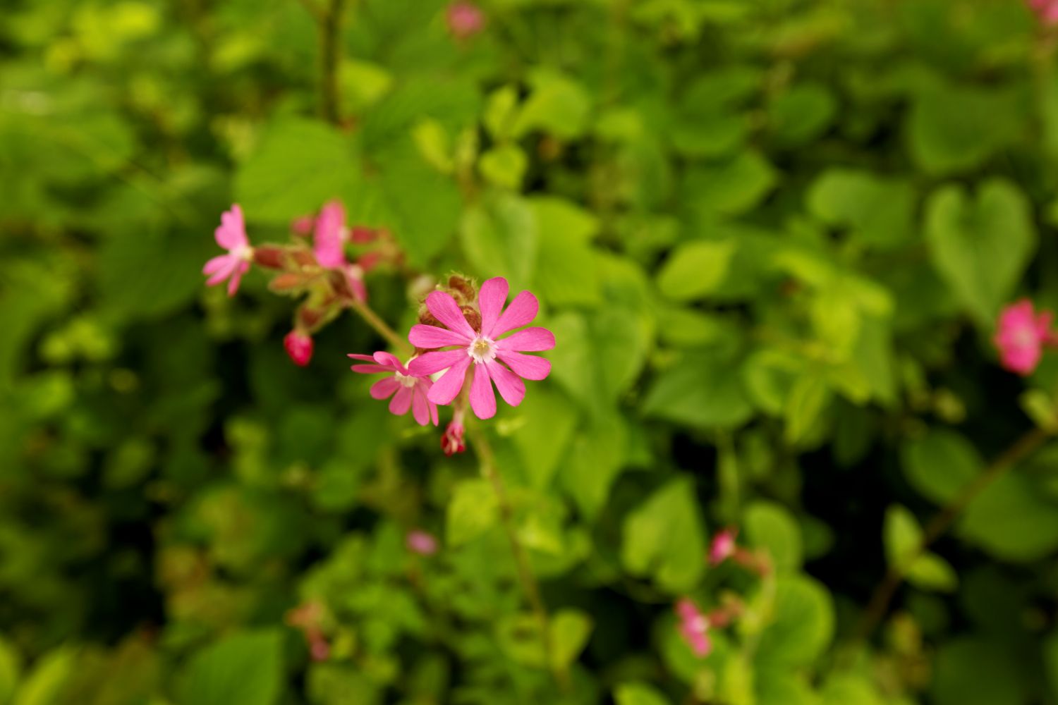 Red campion flowers
