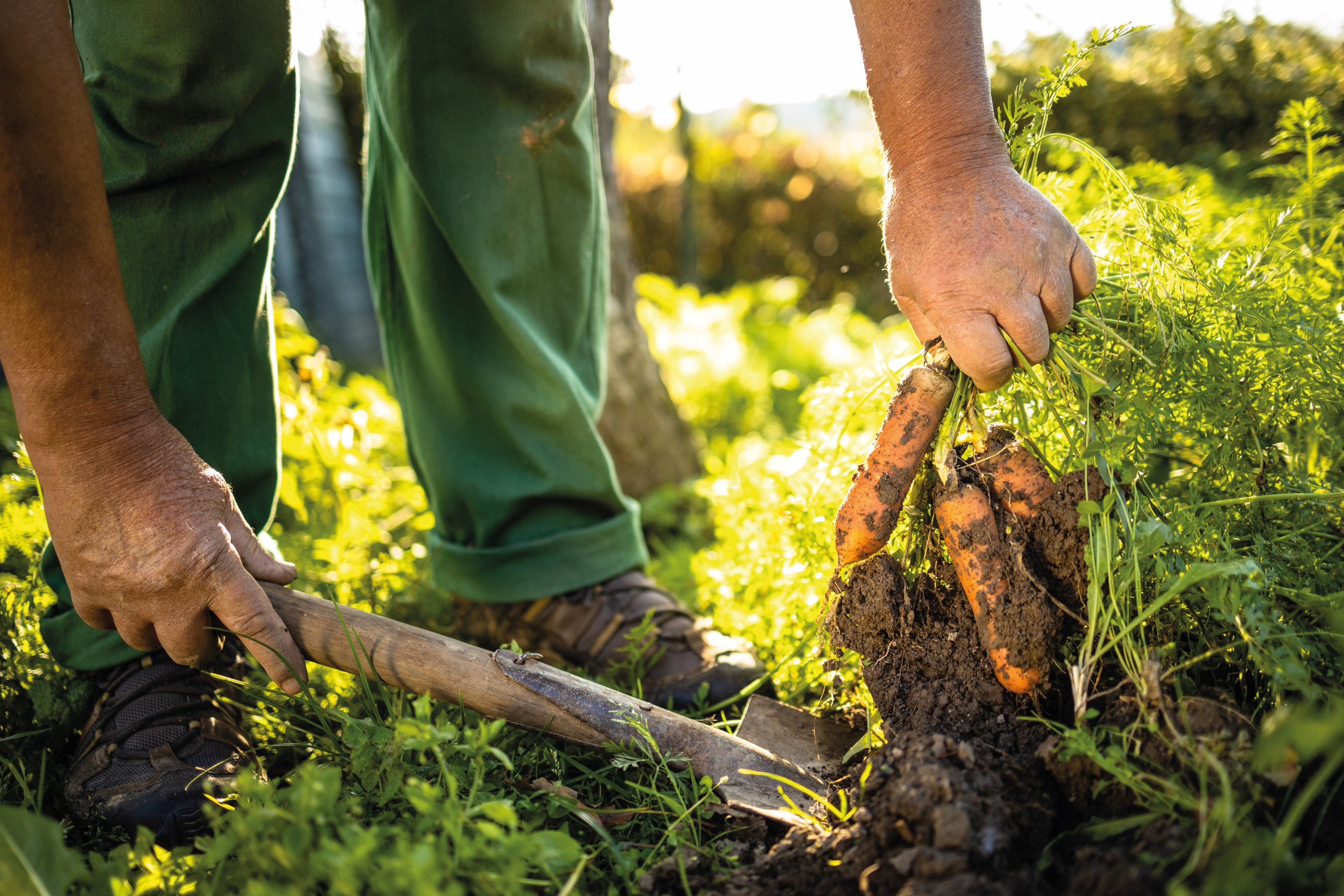 A farmer digging up carrots from the ground