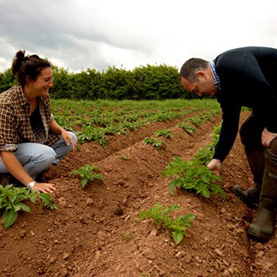 A man and woman kneel and crouch to inspect crops.