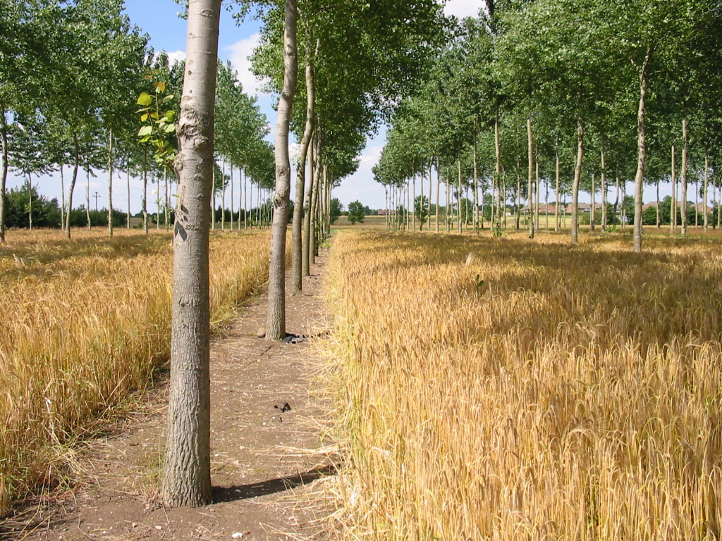 trees-planted-in-crops