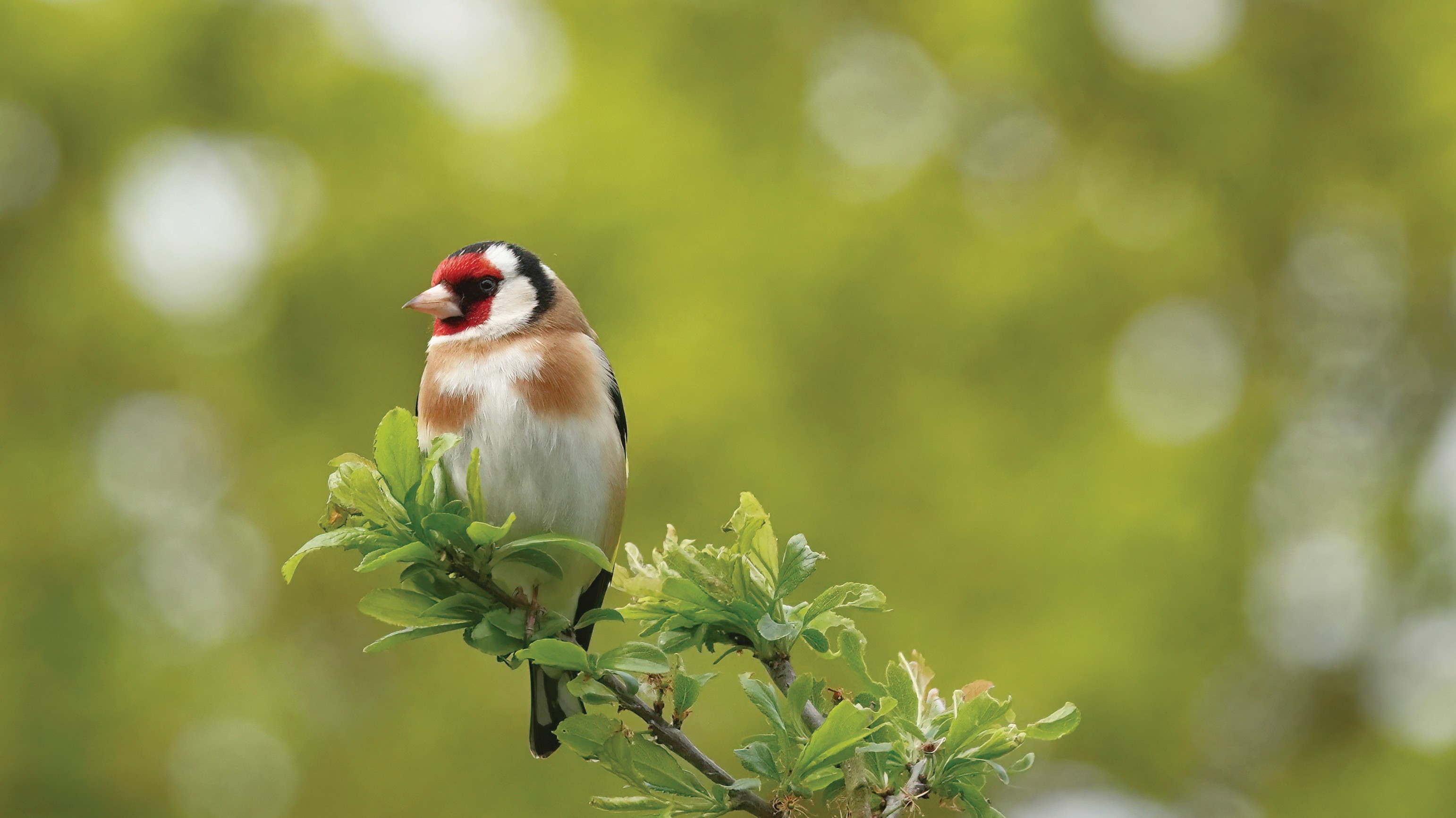 goldfinch_in_a_tree_non_organic.jpg