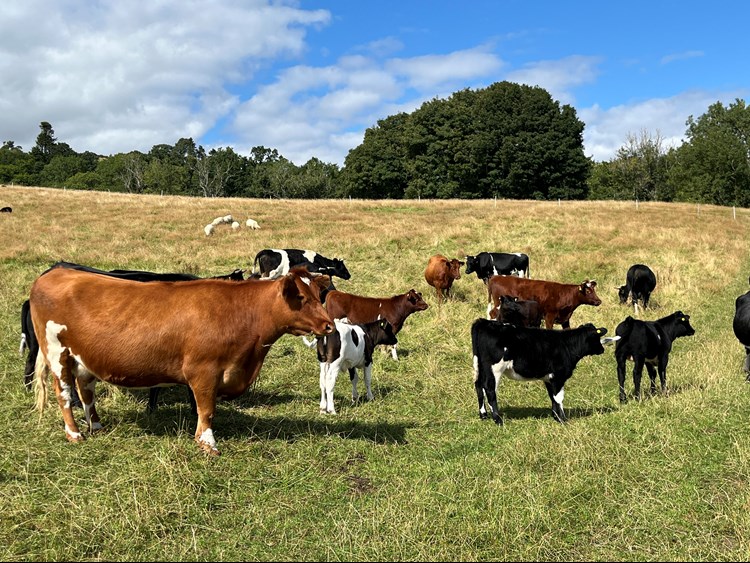 A group of brown and black cows and calves in a field