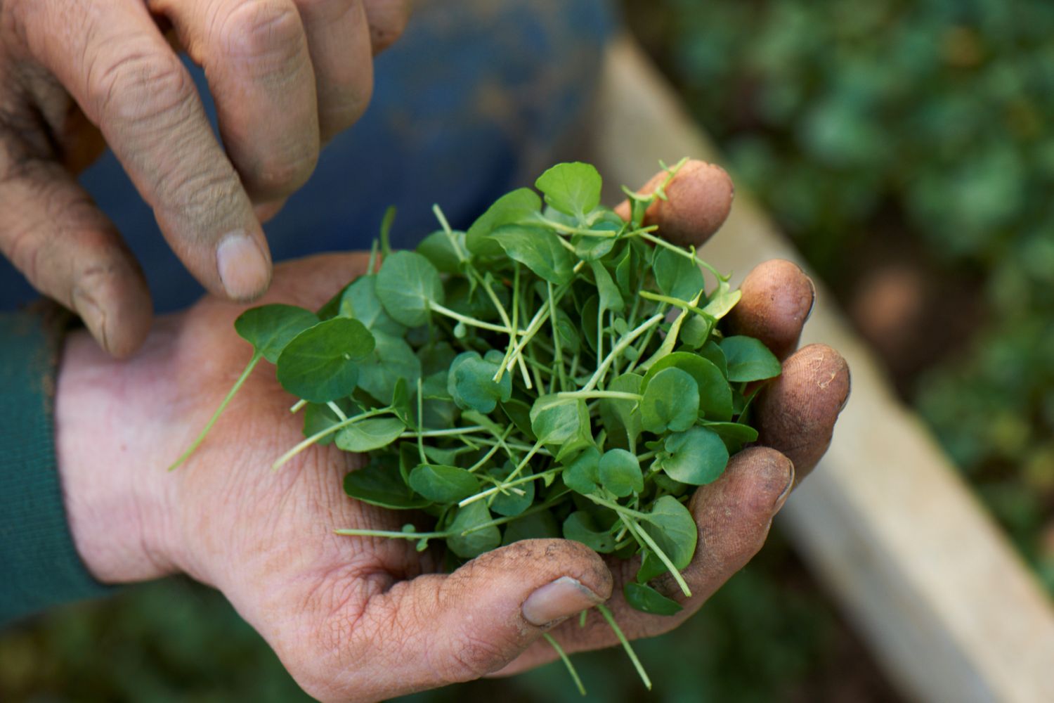 Market gardener holding salad leaves