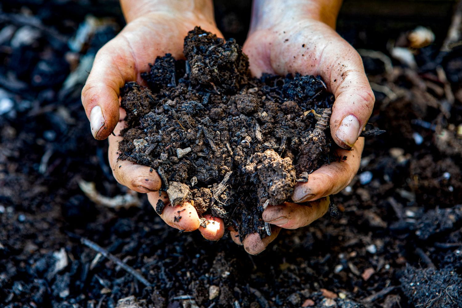 Hands holding rich, dark soil