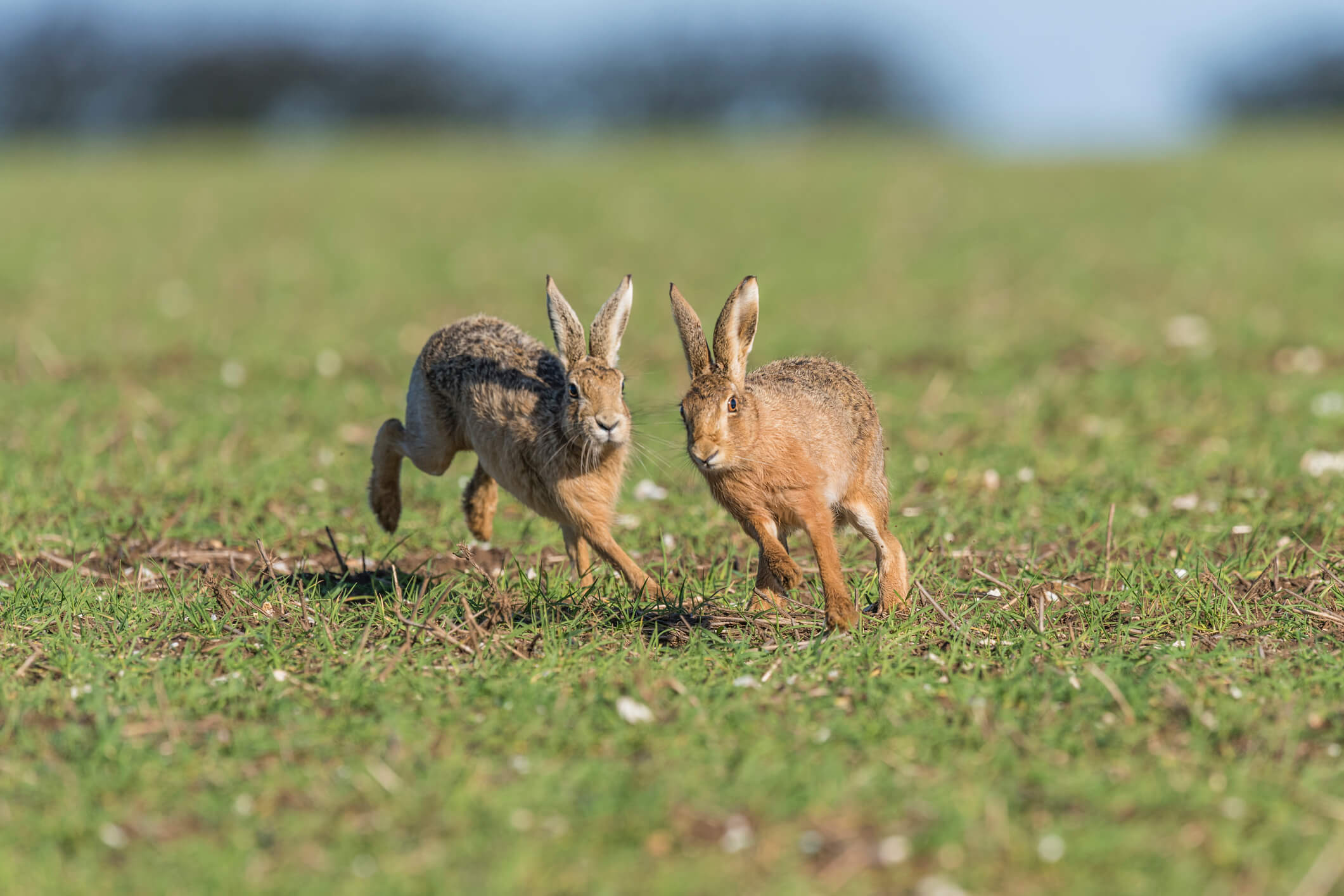 Hares on farm