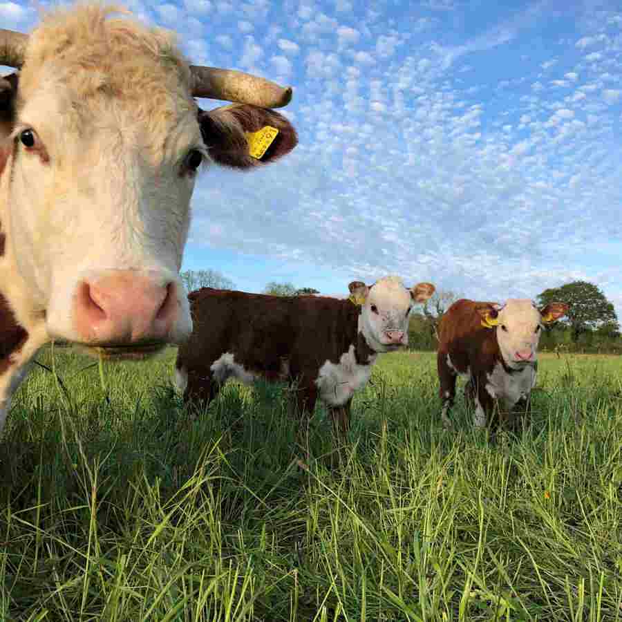 Three hereford cows looking intensely into camera. 