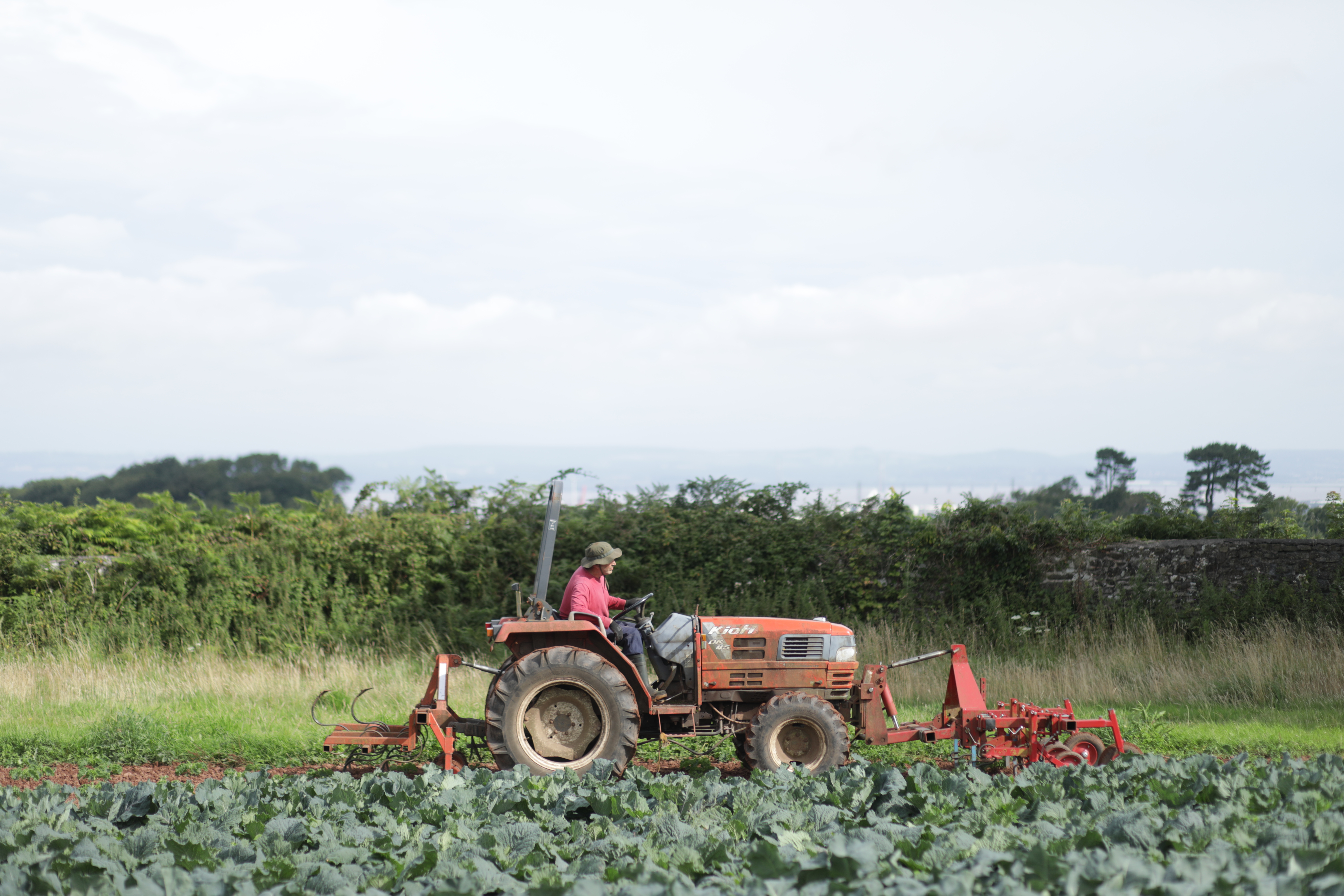 Person ploughs a field of dark green leafy veg, using a compact orange tractor.