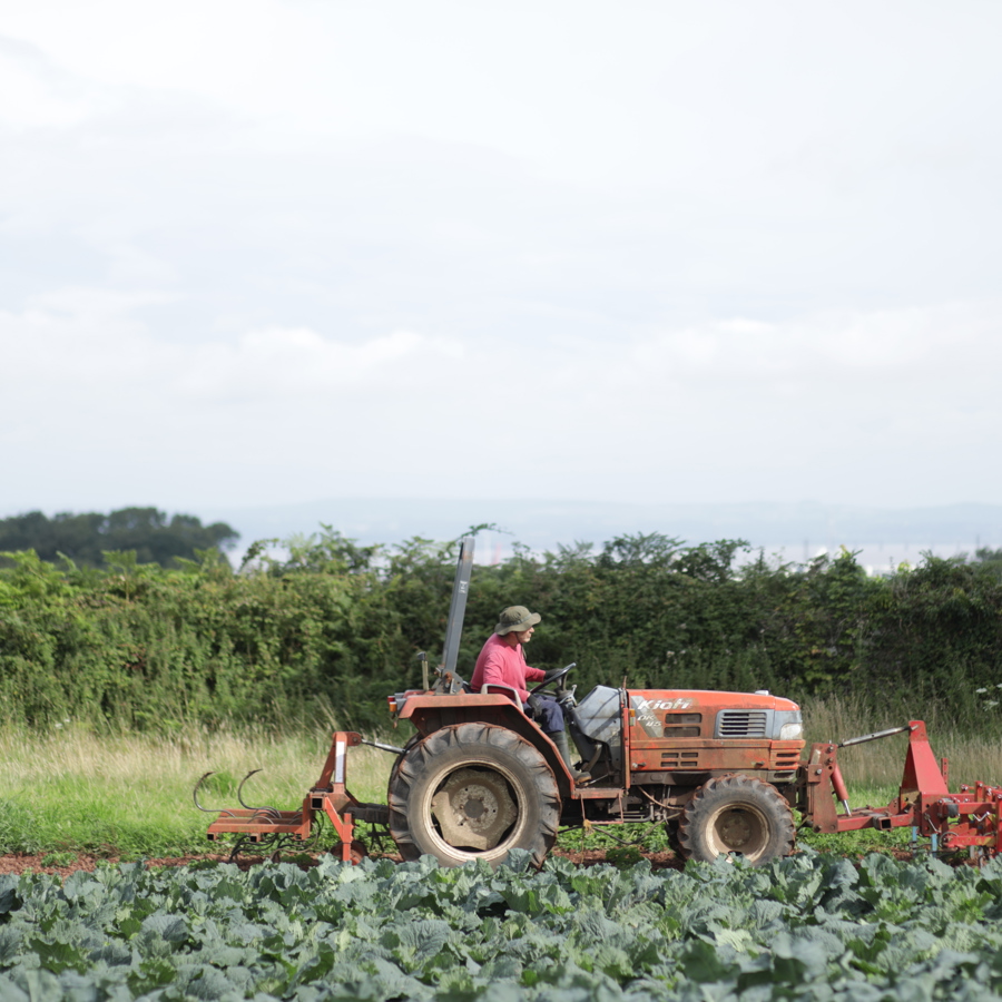 Person ploughs a field of dark green leafy veg, using a compact orange tractor.