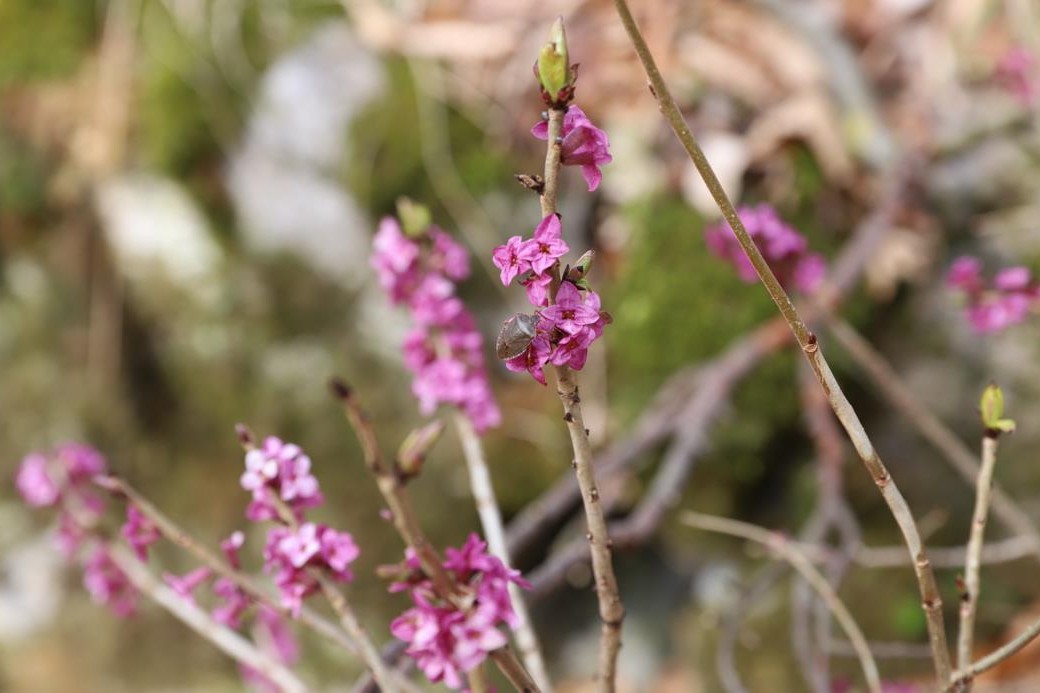 mendel_university_brno_forest_wildflowers_content_non-organic_2022.jpg