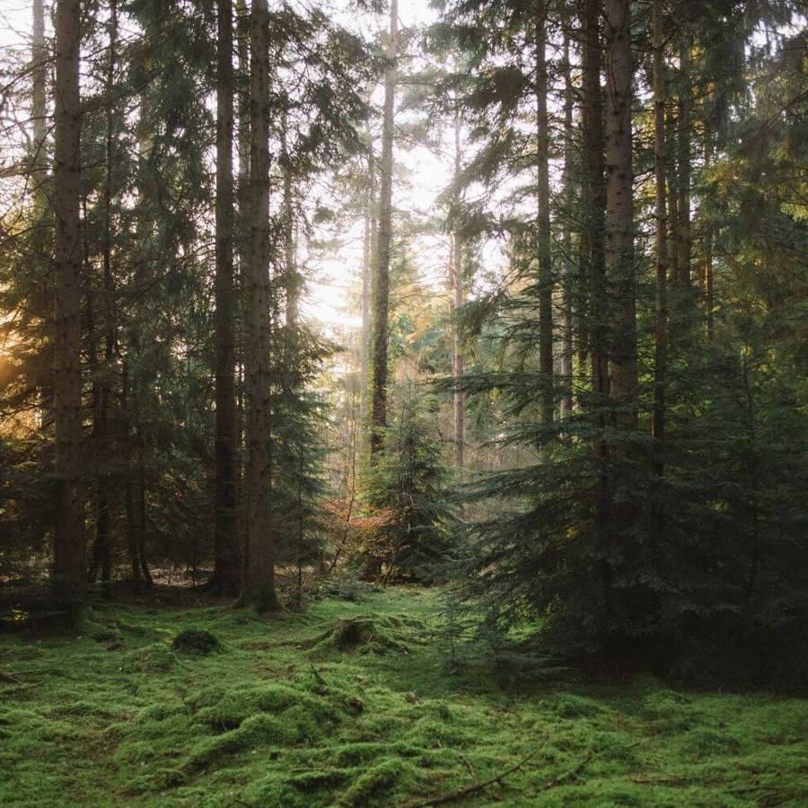 mossy_woodland_forest_of_dean_content_non-organic_2021.jpg