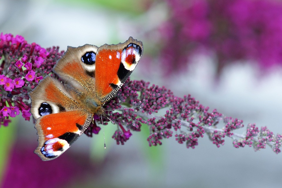 peacock-butterfly-on-purple-flower