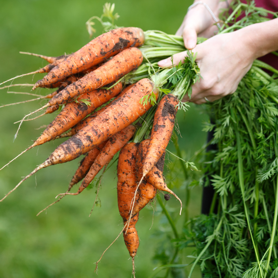 A person holding a bunch of carrots with soil on them