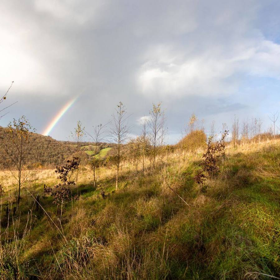 A rainbow over saplings