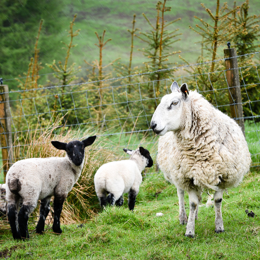 sheep-pasture-fence-fir-trees