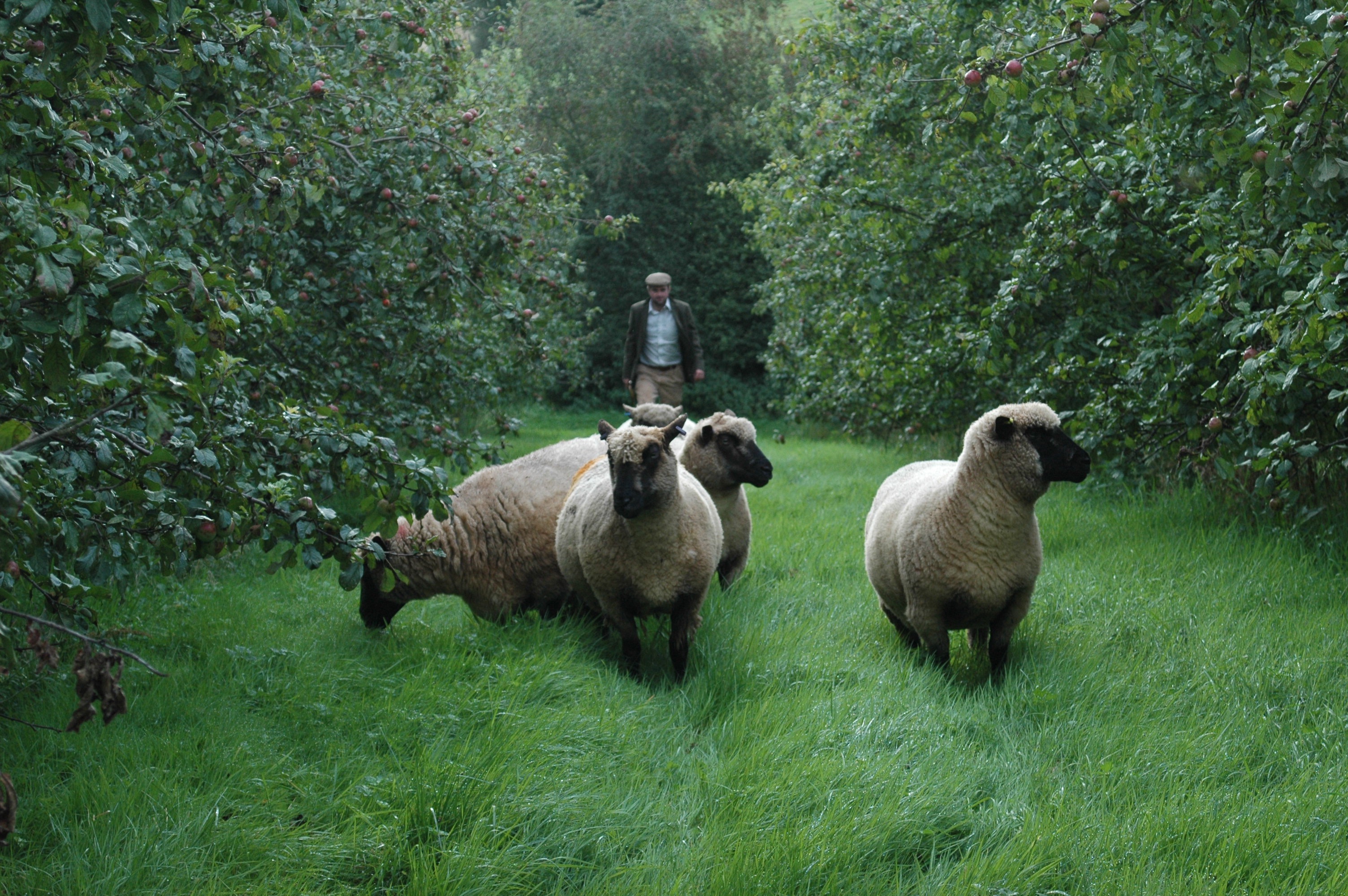 Five sheep walking through lush green grass between rows of dense apple trees, followed by man in flat cap. 