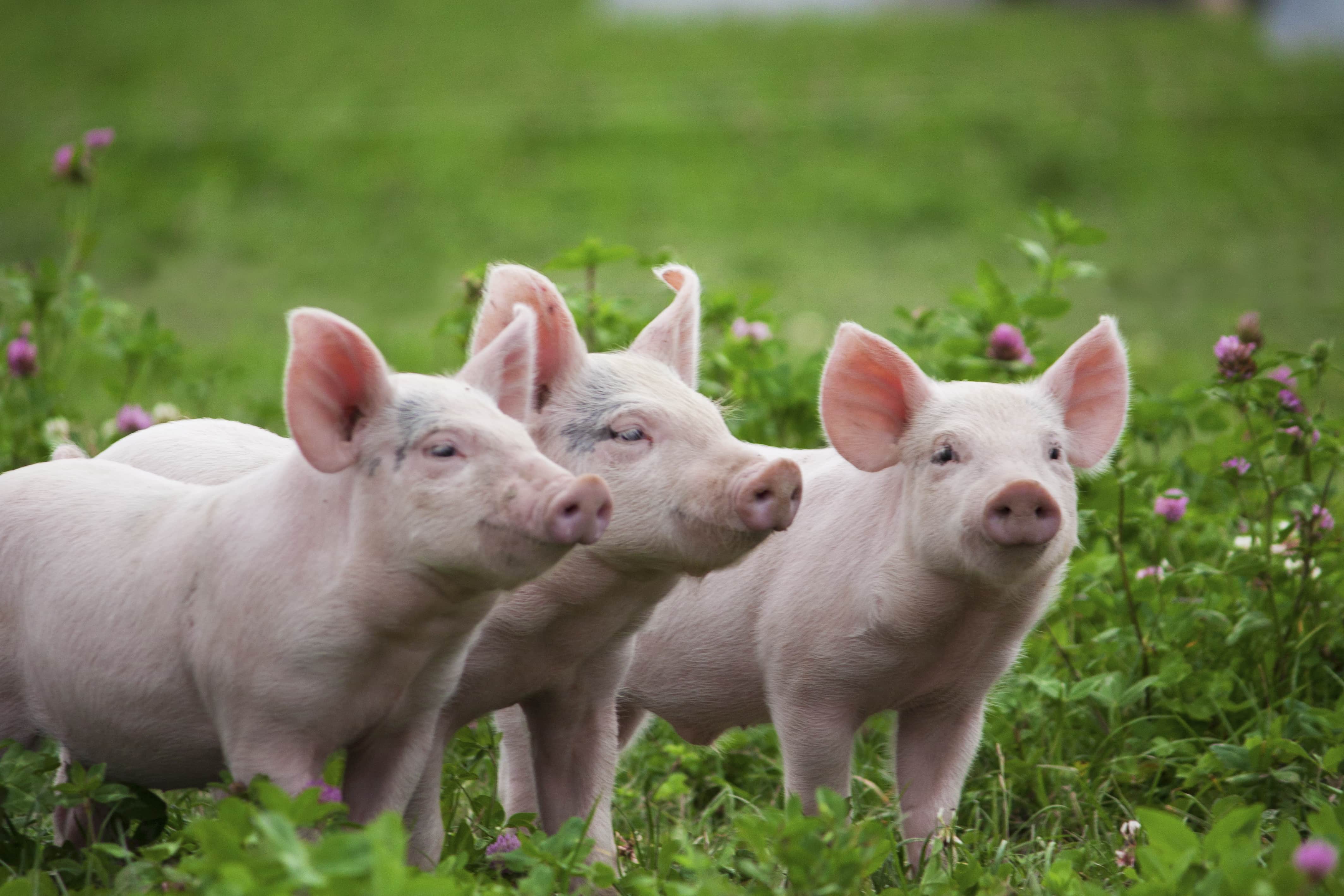 Three piglets stand in an unmowed field with pink and white wildflowers.