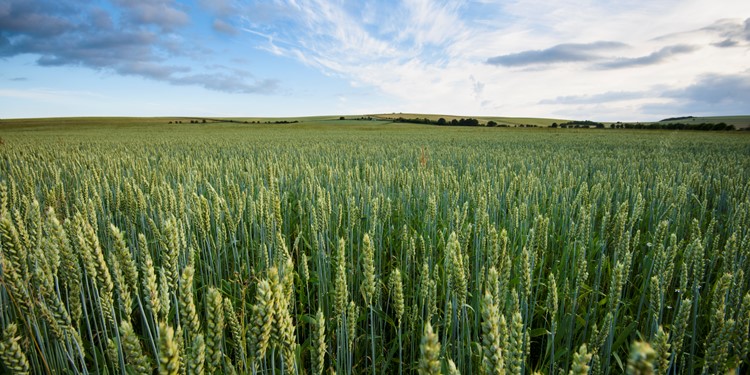 wheat-t