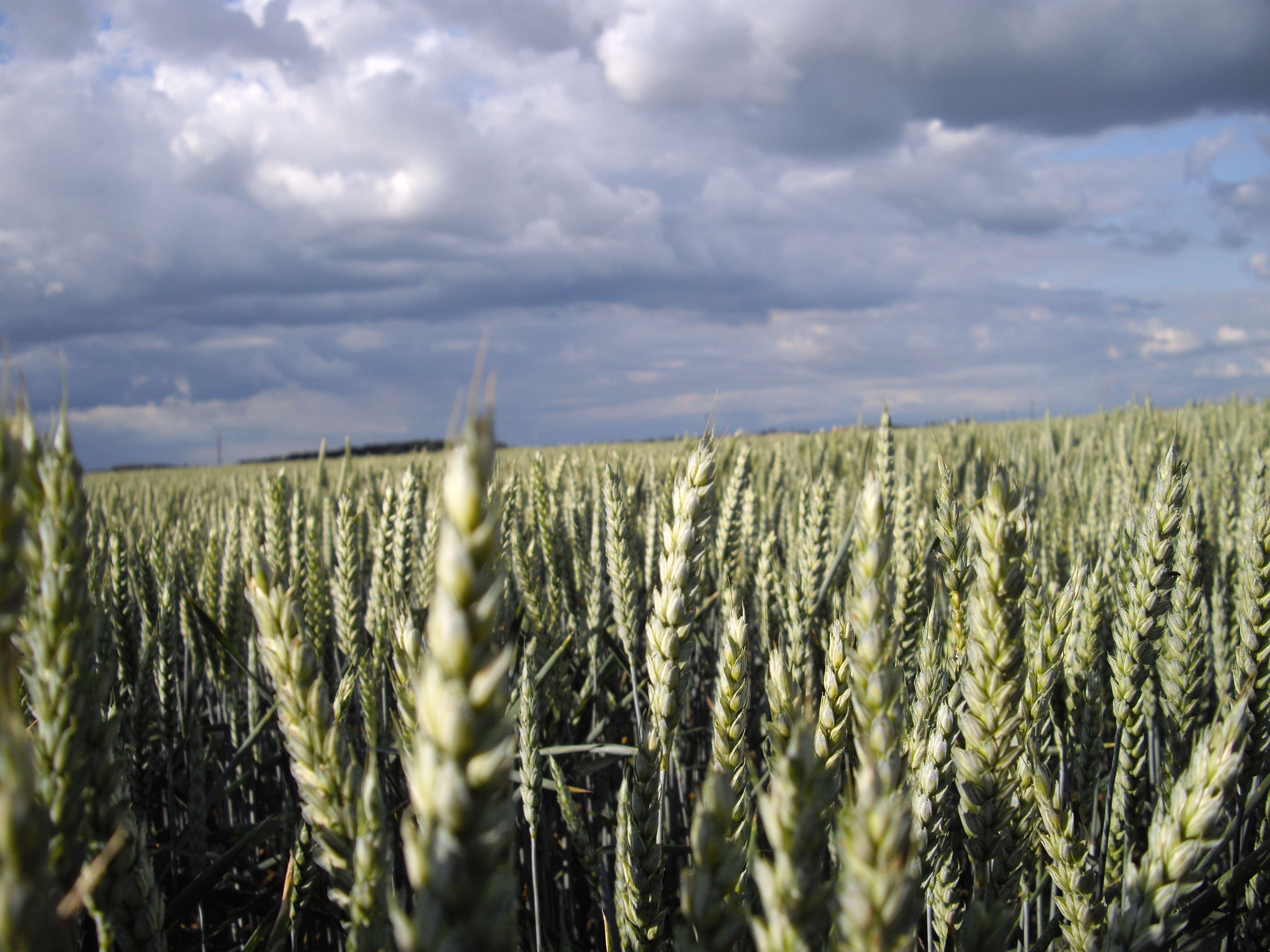 Field of wheat against a cloudy sky. 