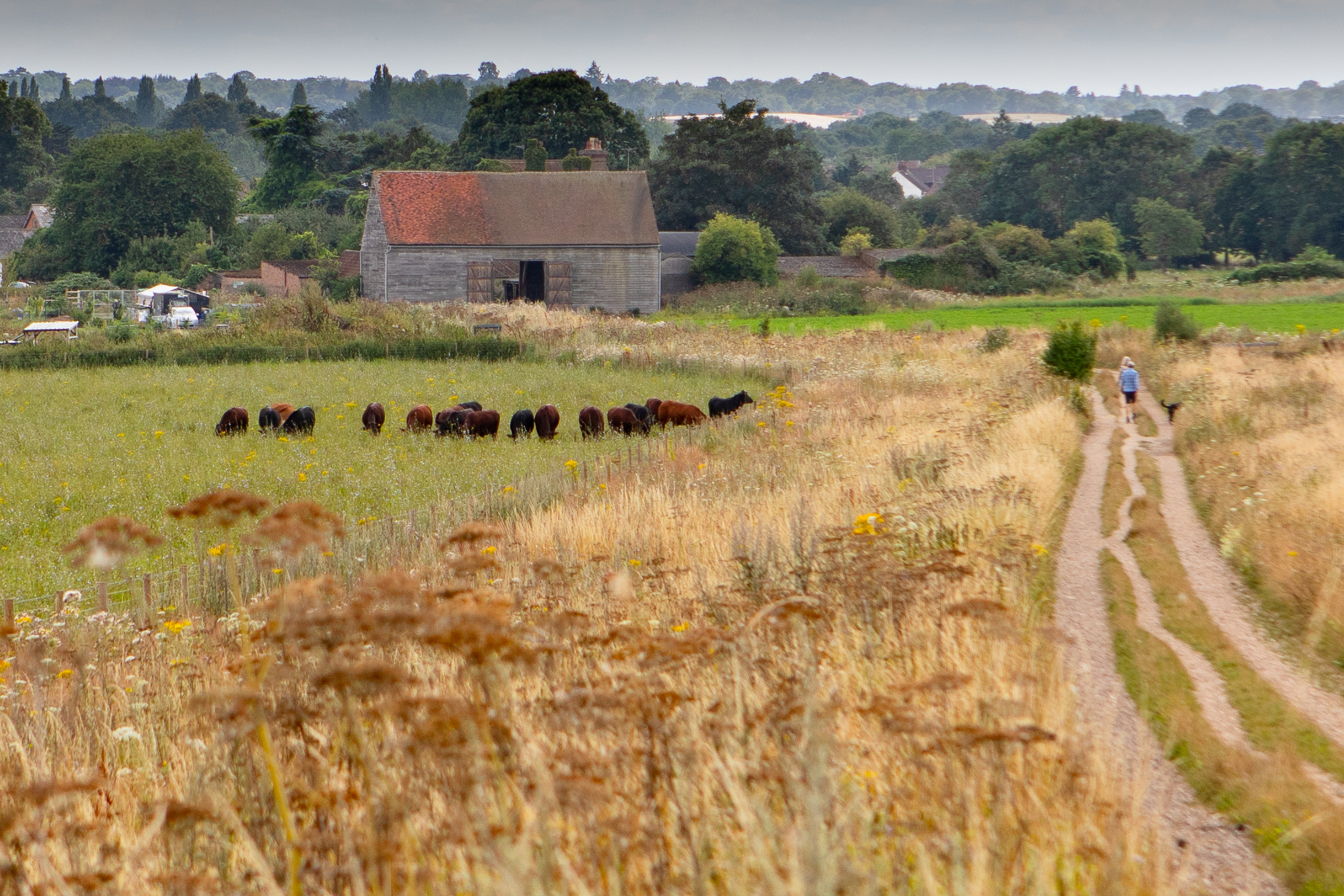 Farm track running next to field of brown and black cows with wide grassy margin. 