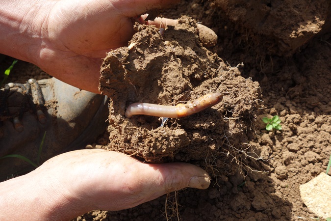 worms-and-soil