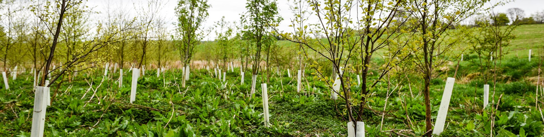 young-trees-in-field_content_non-organic_2018-05-08