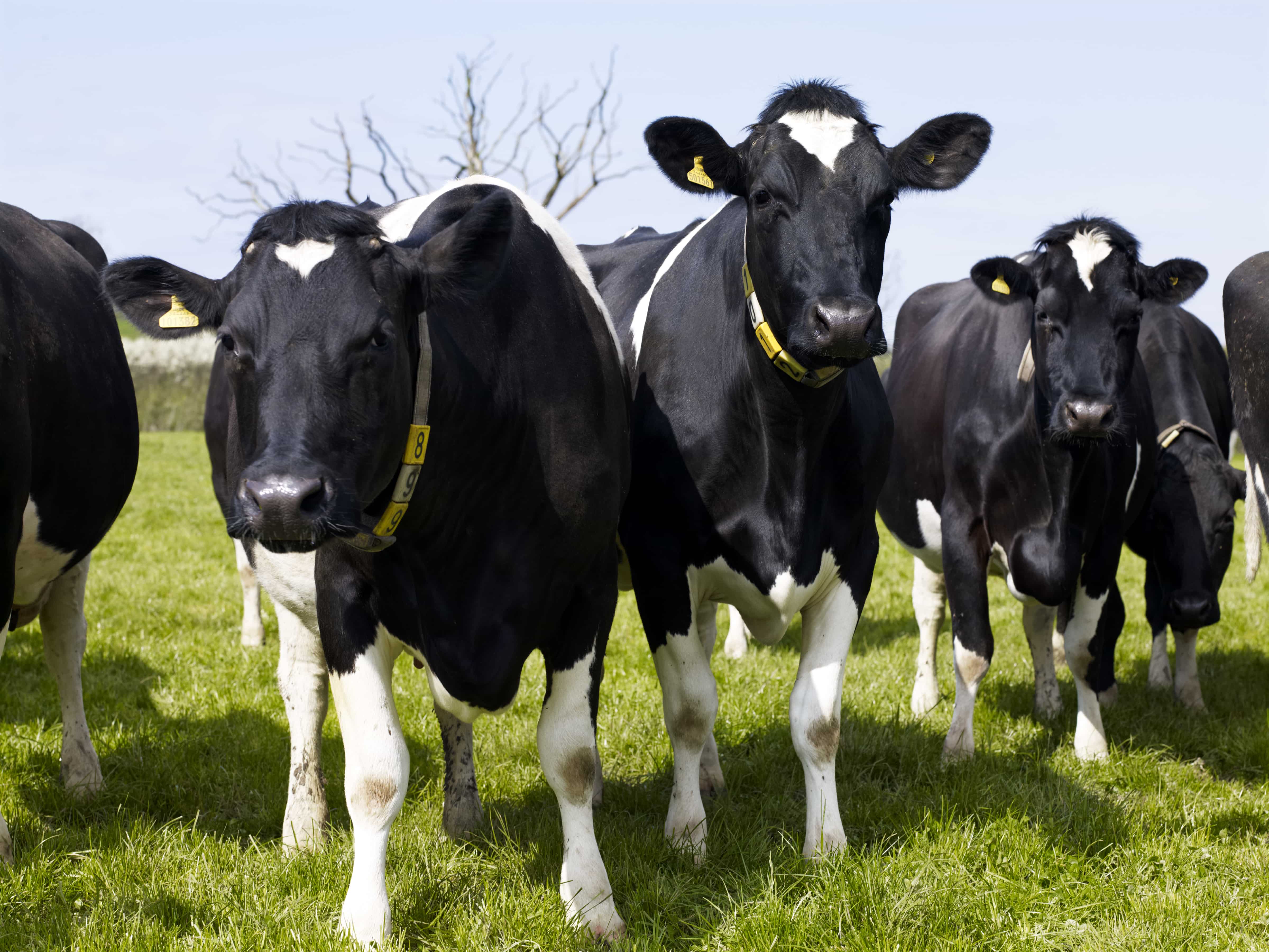 Organic abattoirs