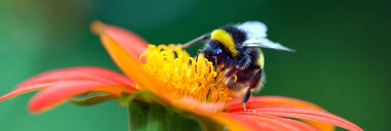 Bee on pollen of red and yellow flower. 