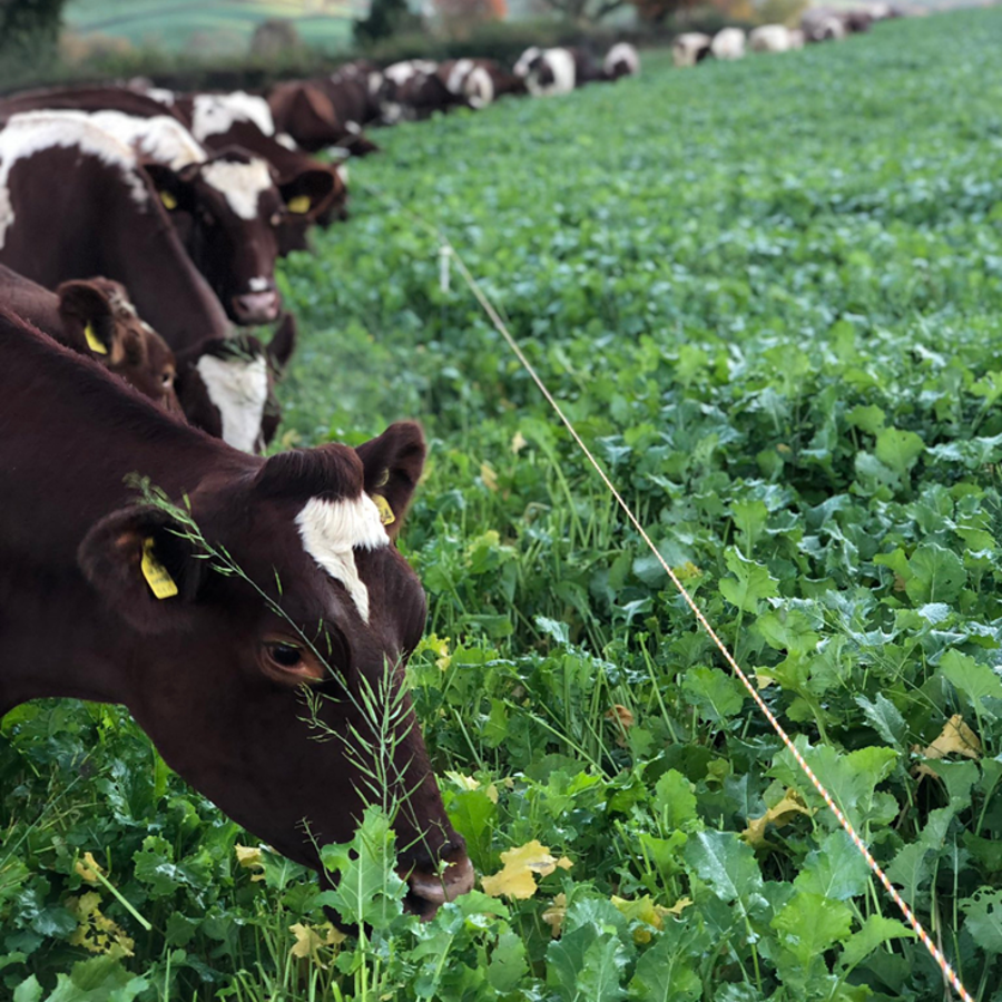 A long row of dark brown cows eating a field of green leafy grass.